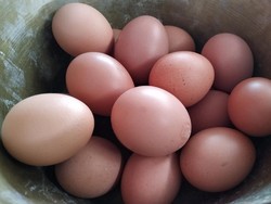 Harga Turun, Telur Grade A Malah Langka