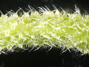 Pohon Beracun yang Menyakitkan dari Australia Pohon Beracun yang Menyakitkan dari Australia
