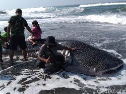 Hiu Paus Terdampar Jadi Tontonan Gratis Pengunjung Pantai Congot