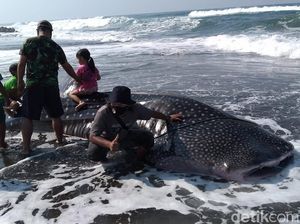 Hiu Paus Terdampar Jadi Tontonan Gratis Pengunjung Pantai Congot Hiu Paus Terdampar Jadi Tontonan Gratis Pengunjung Pantai Congot