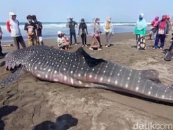 Rentetan Megafauna yang Terdampar di Perairan Indonesia