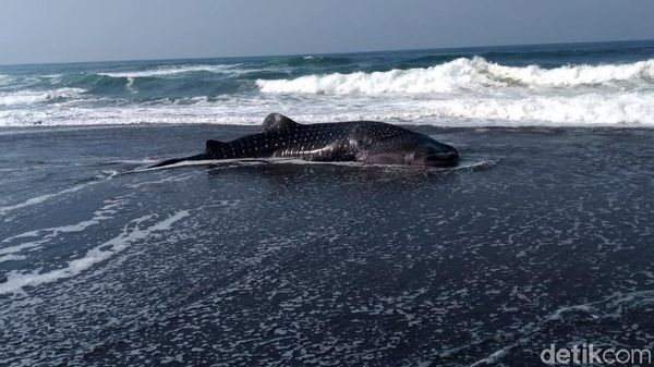 Penampakan Hiu Paus yang Terdampar di Pantai Congot