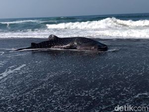 Penampakan Hiu Paus yang Terdampar di Pantai Congot