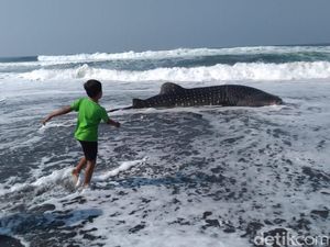 Video Hiu Paus Terdampar di Pantai Congot, Jadi Tontonan Warga