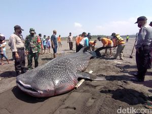 Detik-detik Hiu Paus Terdampar di Cianjur, Dagingnya Dipotong Warga