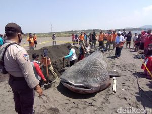 Hiu Paus yang Mati Terdampar di Pantai Congot Akhirnya Dikubur Hiu Paus yang Mati Terdampar di Pantai Congot Akhirnya Dikubur