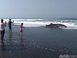 Hiu Paus 5 Meter Terdampar di Pantai Congot Kulon Progo