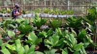 Menengok Kebun Anthurium, Tanaman yang Sempat Hits Satu Dekade Silam