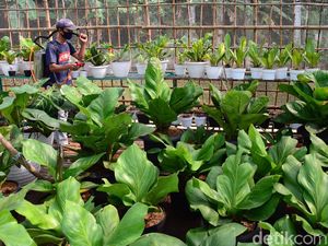 Menengok Kebun Anthurium, Tanaman yang Sempat Hits Satu Dekade Silam