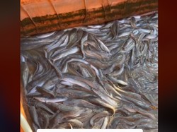 Penjual Mie Ayam Cuci Alat Makan di Kaldu hingga Kisah Sukses Ternak Lele