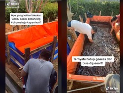Kisah Suami Istri Ternak Lele Selama Pandemi, Hasilnya Menguntungkan!