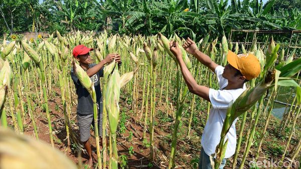 Produktivitas Jagung Ditergetkan Naik hingga 9 Ton Per Hektare