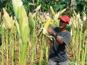 Mendorong Visi Kemandirian Pangan Pemerintahan Baru