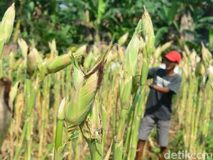 Geber Produksi Jagung Nggak Bisa Lagi Pakai Cara Jadul