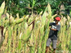 Geber Produksi Jagung Nggak Bisa Lagi Pakai Cara Jadul