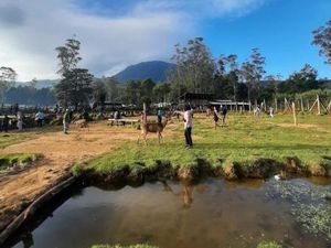 Viral Kebun Edelweis di Ranca Upas Hancur gegara Balap Trail