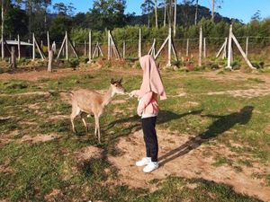 Segarnya Pagi Hari di Penangkaran Rusa Ranca Upas