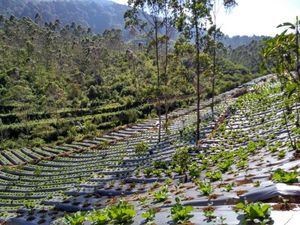 Sukaluyu, Kampung Berkebun di Atap Bandung