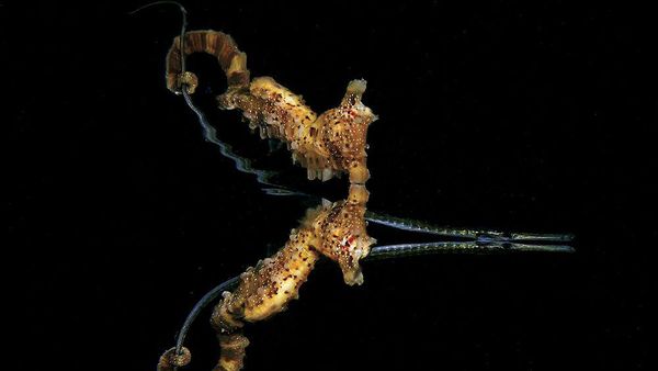 Aneka Foto Alam Bawah Laut yang Ajaib