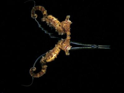 Aneka Foto Alam Bawah Laut yang Ajaib