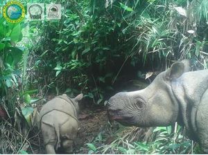 Kabar Bahagia! Dua Anak Badak Jawa Lahir di TN Ujung Kulon Kabar Bahagia! Dua Anak Badak Jawa Lahir di TN Ujung Kulon