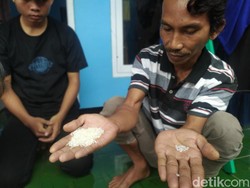 Ini Penampakan Butiran Plastik yang Bercampur dengan Beras Bansos di Cianjur