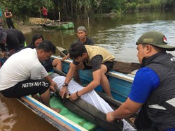 Video Evakuasi Ikan Pesut yang Nyasar di Sungai Kecil Riau
