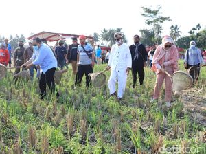 Serunya Berburu Belalang di Festival Nampaling Pangandaran