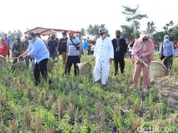 Serunya Berburu Belalang di Festival Nampaling Pangandaran