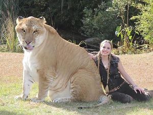 8 Potret Hewan Kawin Silang yang Aneh Tapi Nyata 8 Potret Hewan Kawin Silang yang Aneh Tapi Nyata