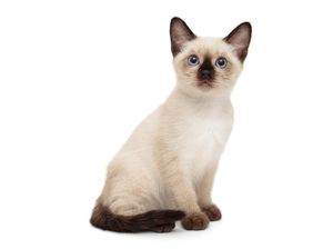 15 Jenis Kucing Peliharaan yang Populer, Menggemaskan dan Mudah Dirawat