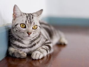 Tingkah Kucing Salah Naik Eskalator, Eh Viral