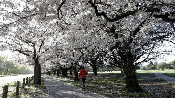 Menikmati Bunga Sakura Mekar di Selandia Baru