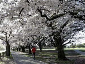 Menikmati Bunga Sakura Mekar di Selandia Baru