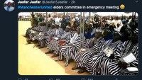 Para tetua MU langsung rapat darurat. Pakai jersey zebra! (Foto: internet/Twitter)