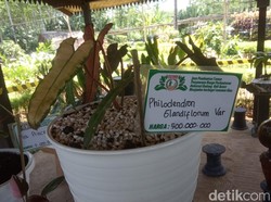 Permintaan Tanaman Hias Banyuwangi Meningkat 5 Kali Lipat Saat Pandemi