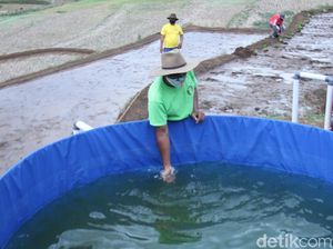 Kota Bandung Bikin Wisata Edukasi Ternak Domba-Lele Kota Bandung Bikin Wisata Edukasi Ternak Domba-Lele