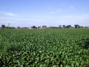 Warga Ngeluh Sering Banjir Gegara Danau Martubung Medan Penuh Eceng Gondok Warga Ngeluh Sering Banjir Gegara Danau Martubung Medan Penuh Eceng Gondok