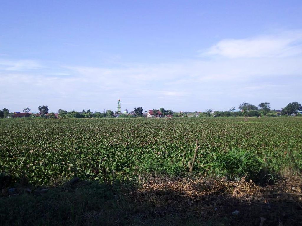Penuh Eceng Gondok, Pembersihan Danau Martubung Medan Tertunda Gegara Corona Penuh Eceng Gondok, Pembersihan Danau Martubung Medan Tertunda Gegara Corona
