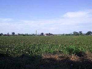 Penuh Eceng Gondok, Pembersihan Danau Martubung Medan Tertunda Gegara Corona Penuh Eceng Gondok, Pembersihan Danau Martubung Medan Tertunda Gegara Corona