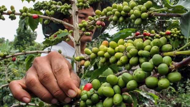 Petani merawat buah kopi jelang masa panen di perkebunan kopi Desa Jabal Antara, Aceh Utara, Aceh, Minggu (20/9/2020). Data Badan Pusat Statistik (BPS) menunjukkan total nilai ekspor biji kopi dan kopi olahan Indonesia sepanjang Januari-Mei 2020 turun 12,2 persen dibandingkan periode yang sama tahun lalu terdampak pandemi COVID-19. ANTARA FOTO/Rahmad.