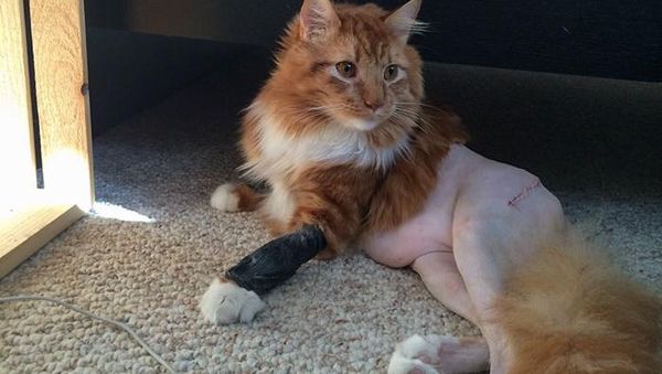 Aneka Potret Lucu Si Kucing Dipotong Rambut Usai Operasi