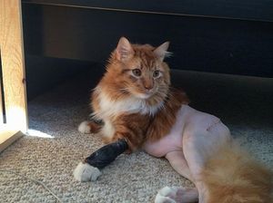 Aneka Potret Lucu Si Kucing Dipotong Rambut Usai Operasi