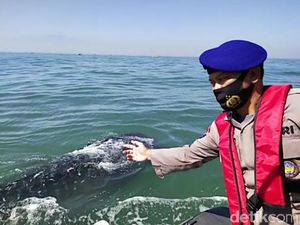 Ini Upaya Polisi Cegah Hiu Paus di Perairan Pasuruan Tak Terdampar