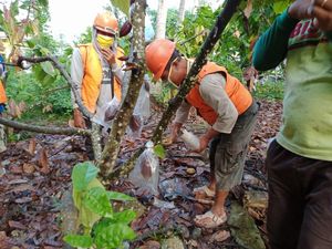 Tingkatkan Kualitas Kakao, RPO Gorontalo Terapkan Sarungisasi Tingkatkan Kualitas Kakao, RPO Gorontalo Terapkan Sarungisasi