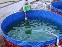 Mantan Bos GoPay Ditunjuk Jadi Komisaris Startup Perikanan