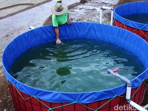 Melihat Budidaya Lele dengan Media Bioflok di Bandung Melihat Budidaya Lele dengan Media Bioflok di Bandung
