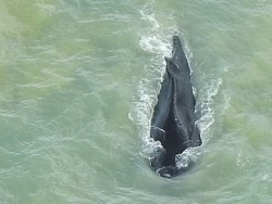 Sempat Nyasar di Sungai Penuh Buaya, Paus Bungkuk Ini Berhasil Kabur