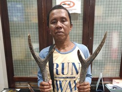 Simpan Tanduk Rusa Sambar-Kambing Hutan, Pria di Bengkulu Ditangkap
