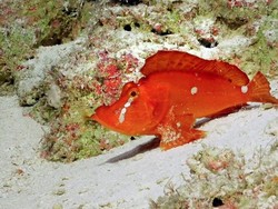 Spesies Langka Ikan Berjalan Menampakkan Diri di Australia